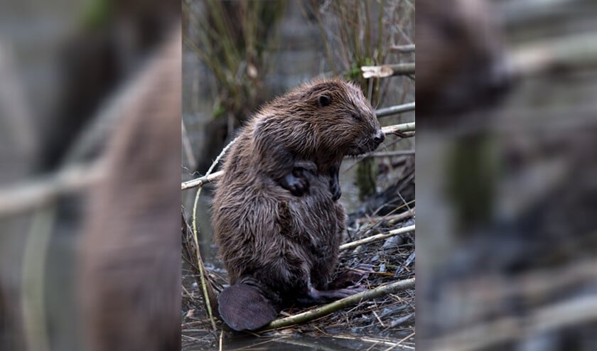 Foto: PR/Natuurmonumenten