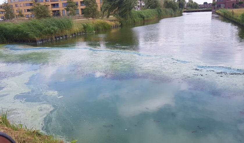 Blauwalg en botulisme aangetroffen in water bij Hortensiapark