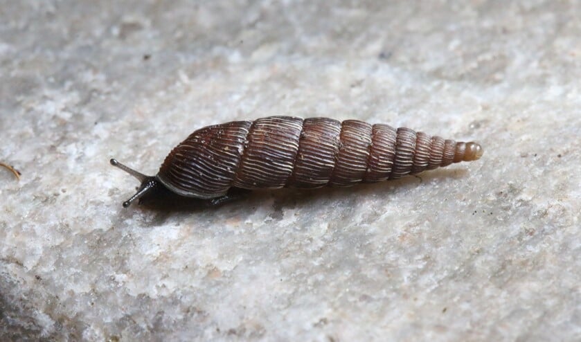 Het huisje van de grote clausilia kan achttien millimeter lang worden. (foto: Caroline Elfferich)