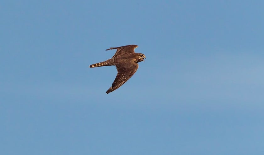Een smelleken is een kleine valkensoort (Foto: Gerard de Hoog)