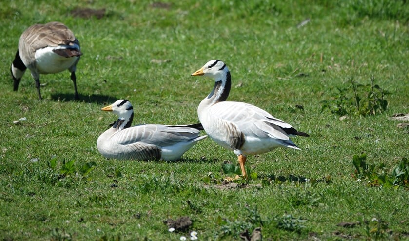(foto: Arno Hogervorst)