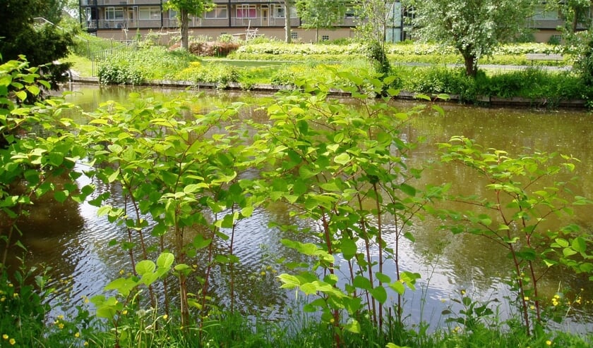 De Japanse duizendknoop aan het water. (Foto: Arie de Jong)