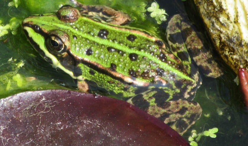Groene kikkers zijn echte waterdieren en dol op zonnebaden. (Foto: Jan van der Sman)