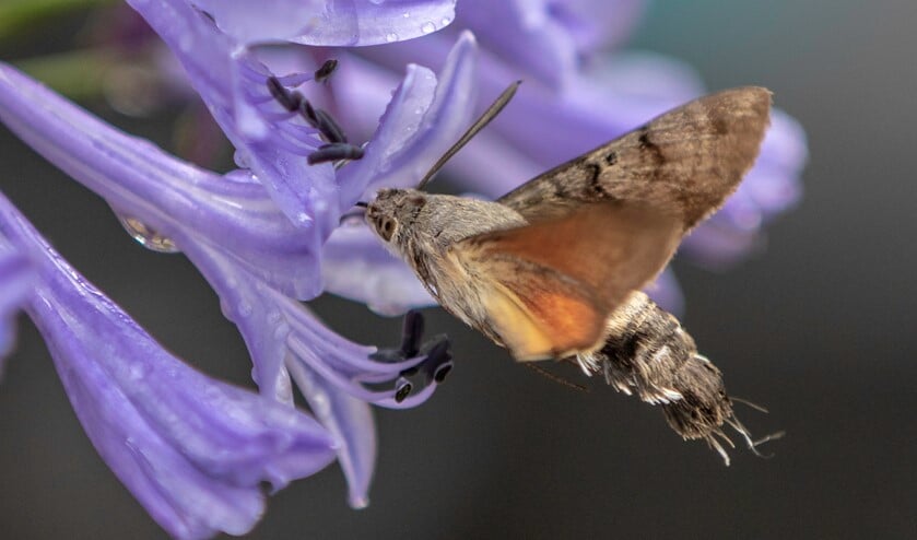 Kolibrievlinder drinkt nectar uit agapanthus bloem. (Foto: Petra van der Zande)