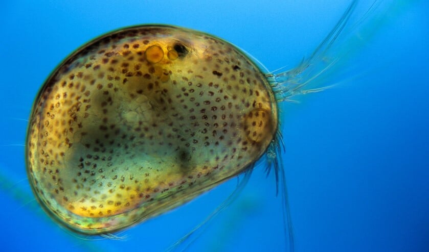 Mosselkreeftje Cypria ophthalmica, het zwarte vlekje is een oog. (Foto: Wim van Egmond)