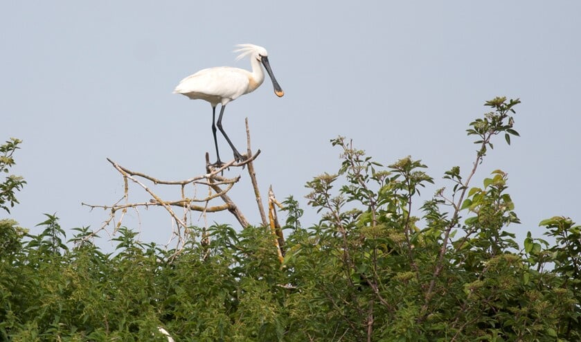 Een lepelaar houdt van uitgestrekte moerassen. (Foto: PR/Natuurmonumenten)