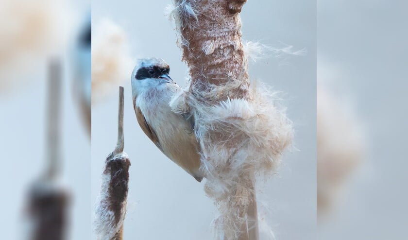 Buidelmees met rups van lisdoddeveertje in de snavel. (Foto: Adri de Groot)
