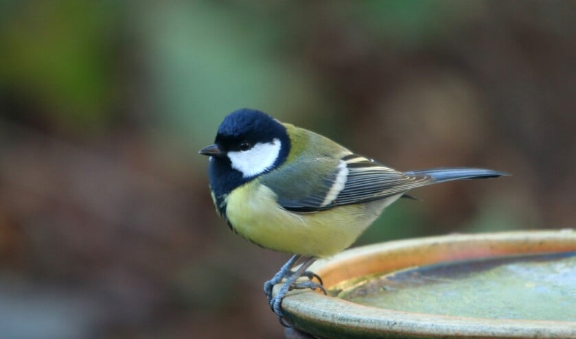 Koolmees op de rand van een waterbak. (foto: Peter Elfferich)