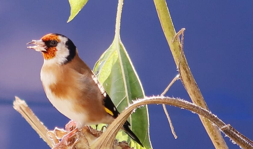 <p>Putter eet pitten uit een uitgebloeide zonnebloem (foto: Rebecca de Vriend)</p>