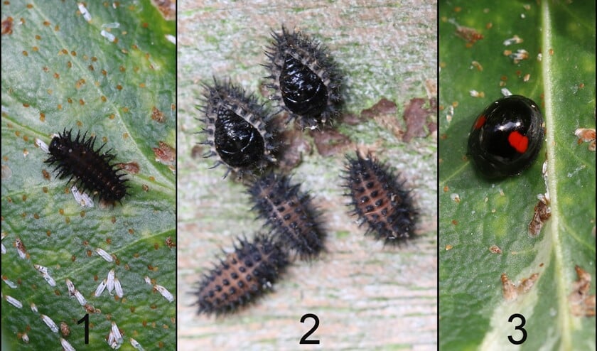 <p>Niervleklieveheersbeestje: 1) larve 2) poppen/voorpoppen 3) kever (foto’s: Caroline Elfferich)</p>