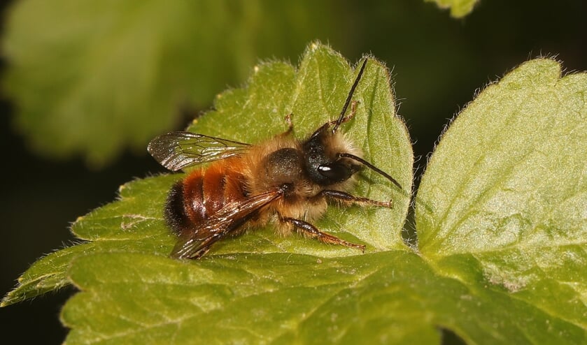 Mannetje rosse metselbij, circa 1 centimeter lang. (Foto: Pieter van Breugel)