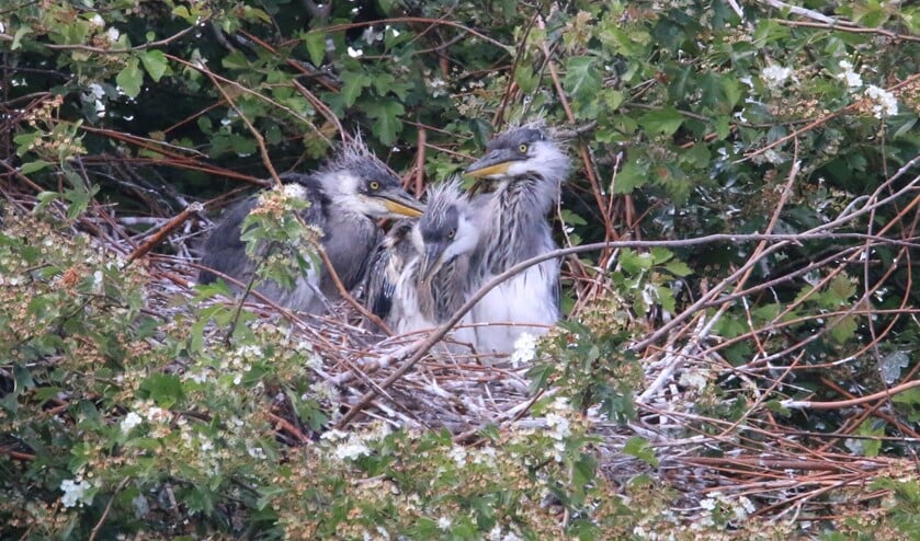 Drie jonge blauwe reigers. (Foto: Caroline Elfferich)