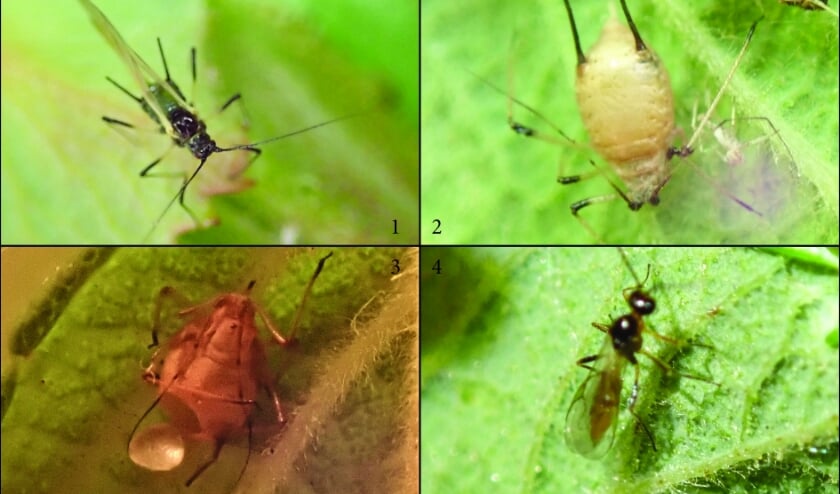 1. Rozenbladluis 2. mummie 3. mummie met ‘deurtje’ 4. sluipwesp (foto’s: Anna Kreffer)
