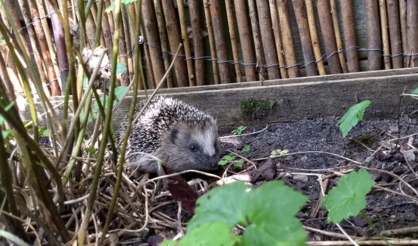 Jonge egel in de tuin. (Foto: Roald Snijders)