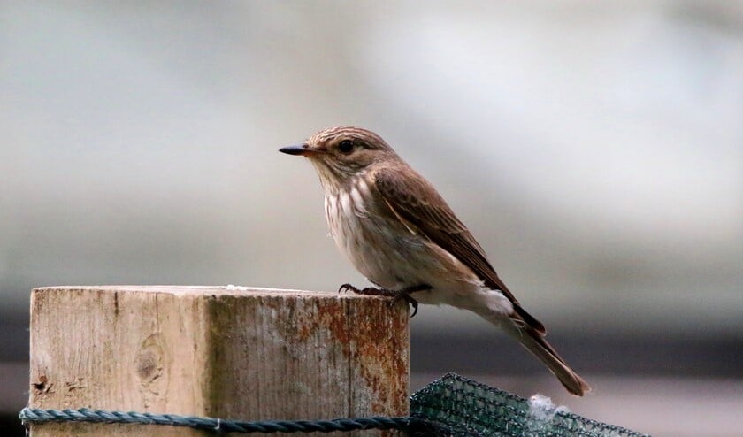 Grauwe vliegenvanger, een zeldzame broedvogel. (Foto: Peter Elfferich)