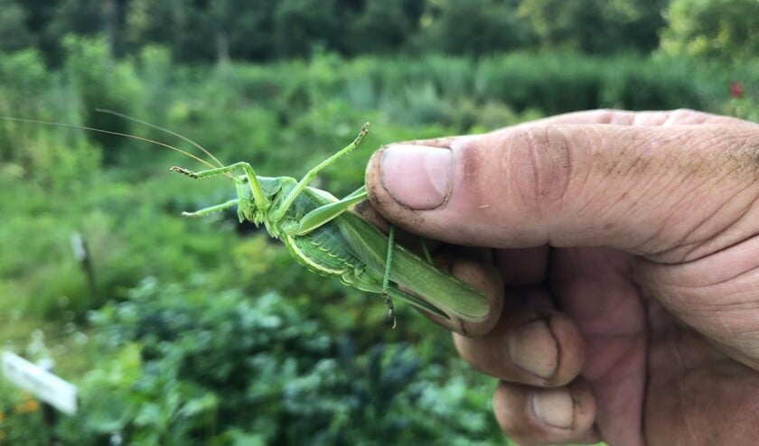 Vrouwtje grote groene sabelsprinkhaan met lange legboor aan achterlijf. (Foto: Ben Koks)