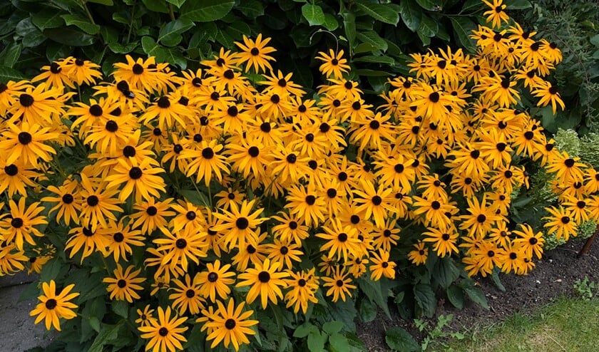 Rudbeckia’s bloeien weelderig in de zomermaanden. (Foto: Martijn Mastenbroek)