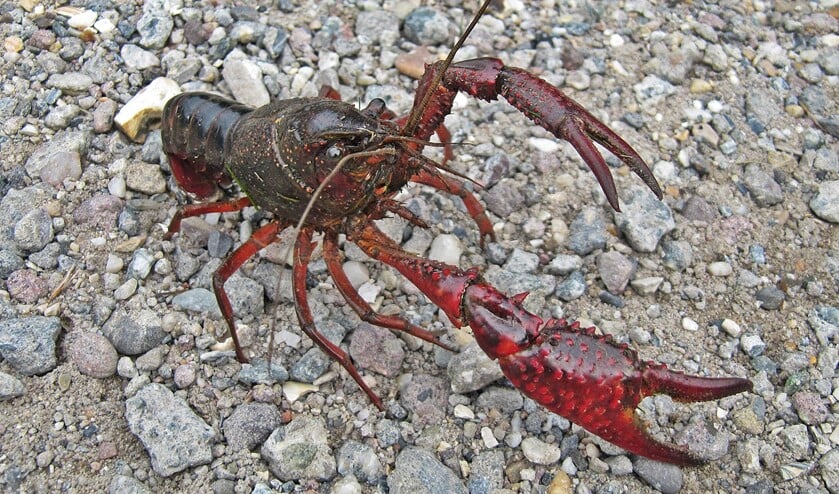 Rode Amerikaanse rivierkreeft, inclusief scharen circa twintig centimeter. (Foto: Anneke Klein)