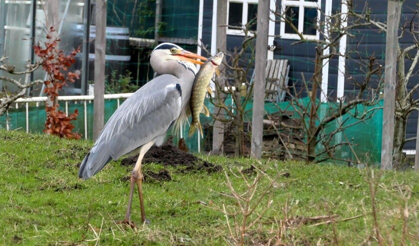<p>Blauwe reiger heeft snoek aan snavel gespiest. (Foto: Ben Jansen)</p>