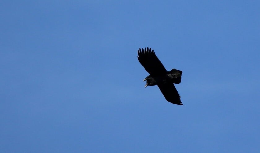 <p>Paartje raven vertoont een kunstje… (foto: Caroline Elfferich)</p>