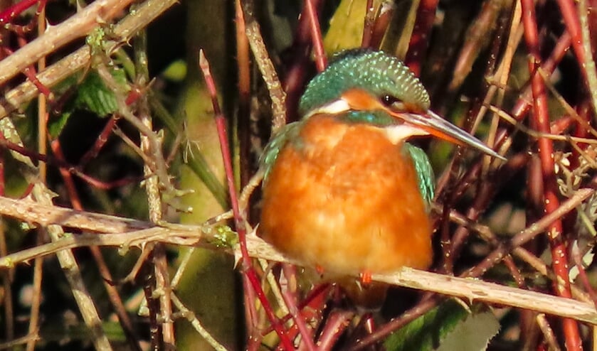 <p>Een ijsvogelvrouwtje heeft een oranje onder-snavel. (Foto: Nel Giorgi)</p>