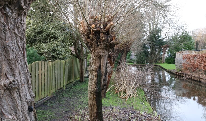 <p>Knotwilg met gaatje waar water uitloopt. (Foto: Caroline Elfferich)</p>