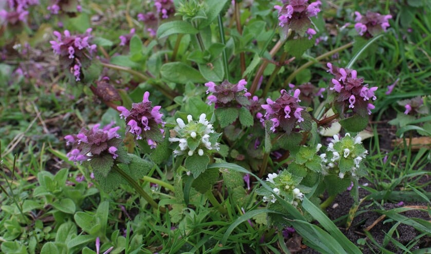 <p>Paarse dovenetel met witte en paarse bloemen. (Foto: Caroline Elfferich)</p>