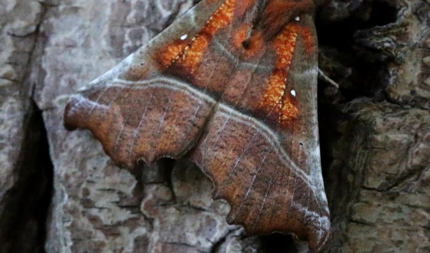 <p>Roesje op boomstam, voorvleugel 20 millimeter. (Foto: Caroline Elfferich)</p>