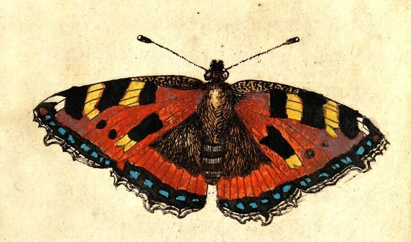 <p>Kleine vos, prent uit: ‘Metamorphosis Naturalis’ deel I van Johannes Goedaert (1660).</p>