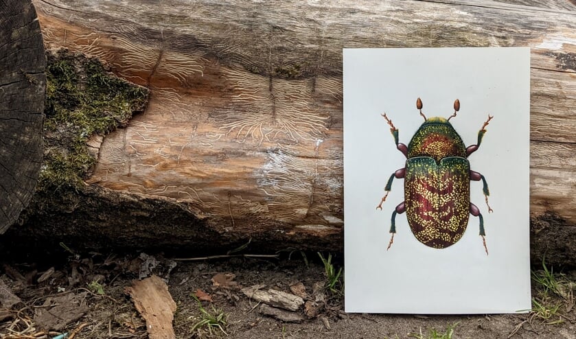 <p>Essenbastkever (circa 3 millimeter) en knaagpatroon in es (foto en tekening: Riska Veldhoven)</p>