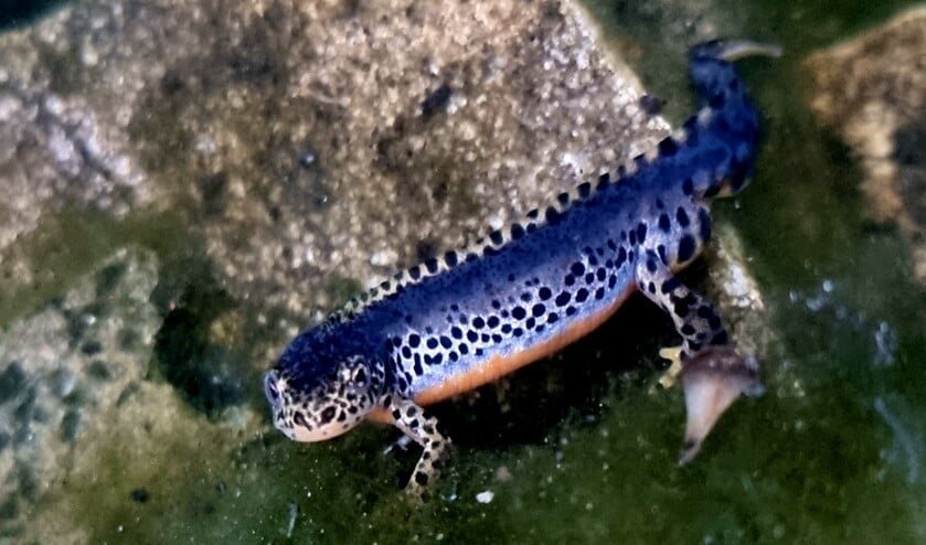 <p>Alpenwatersalamander duikt op in tuinvijver. (Foto: Rebecca de Vriend)</p>