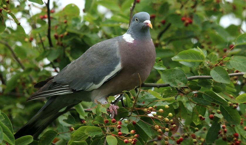 <p>Houtduif in de krentenboom. (Foto: Peter Elfferich)</p>