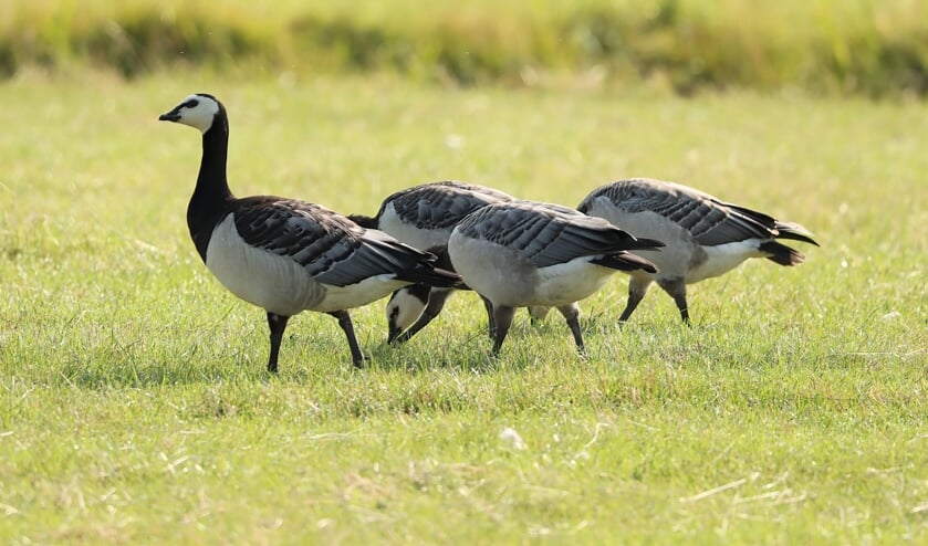 <p>Brandganzen zijn in de zomer zeldzaam in Lansingerland. (Foto: Petra van der Zande) </p>