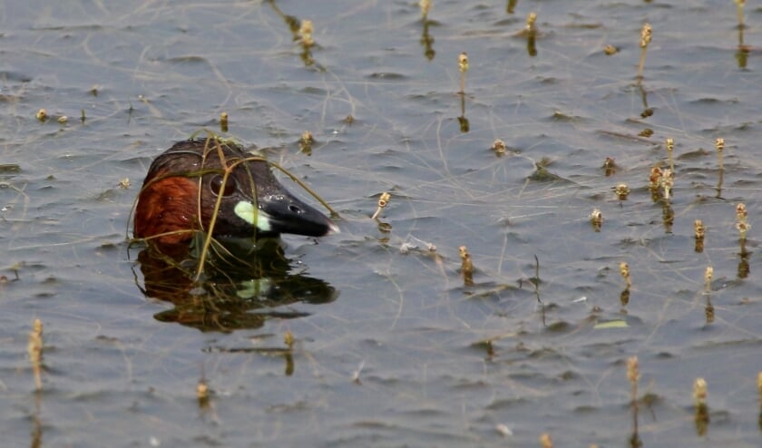 <p>Kopje van dodaars tussen aarvederkruid. (Foto: Peter Elfferich) </p>