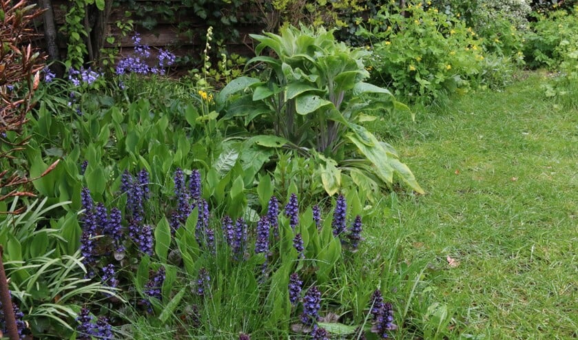 <p>Een kleine tuin kan veel plantensoorten herbergen. (Foto: Caroline Elfferich) </p>