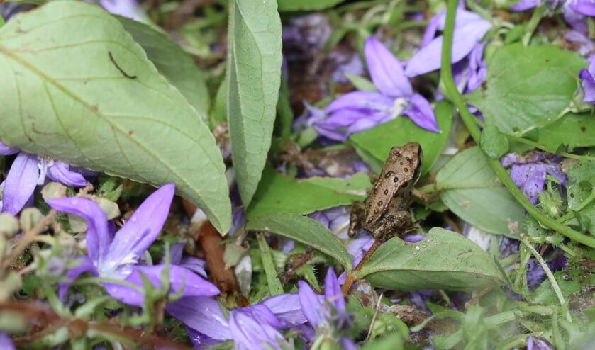 <p>Bruin kikkertje van circa 1 centimeter lang. (Foto: Caroline Elfferich) </p>