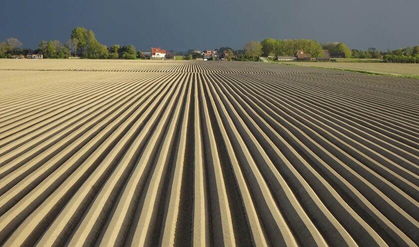 Gouden landschap