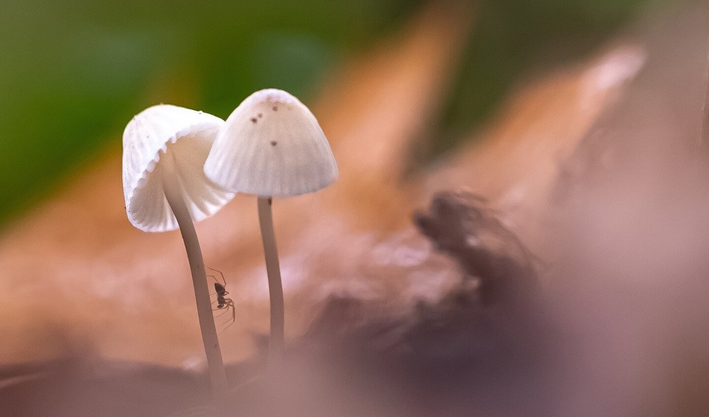 2e Prijs Geknakte Sschoonheid