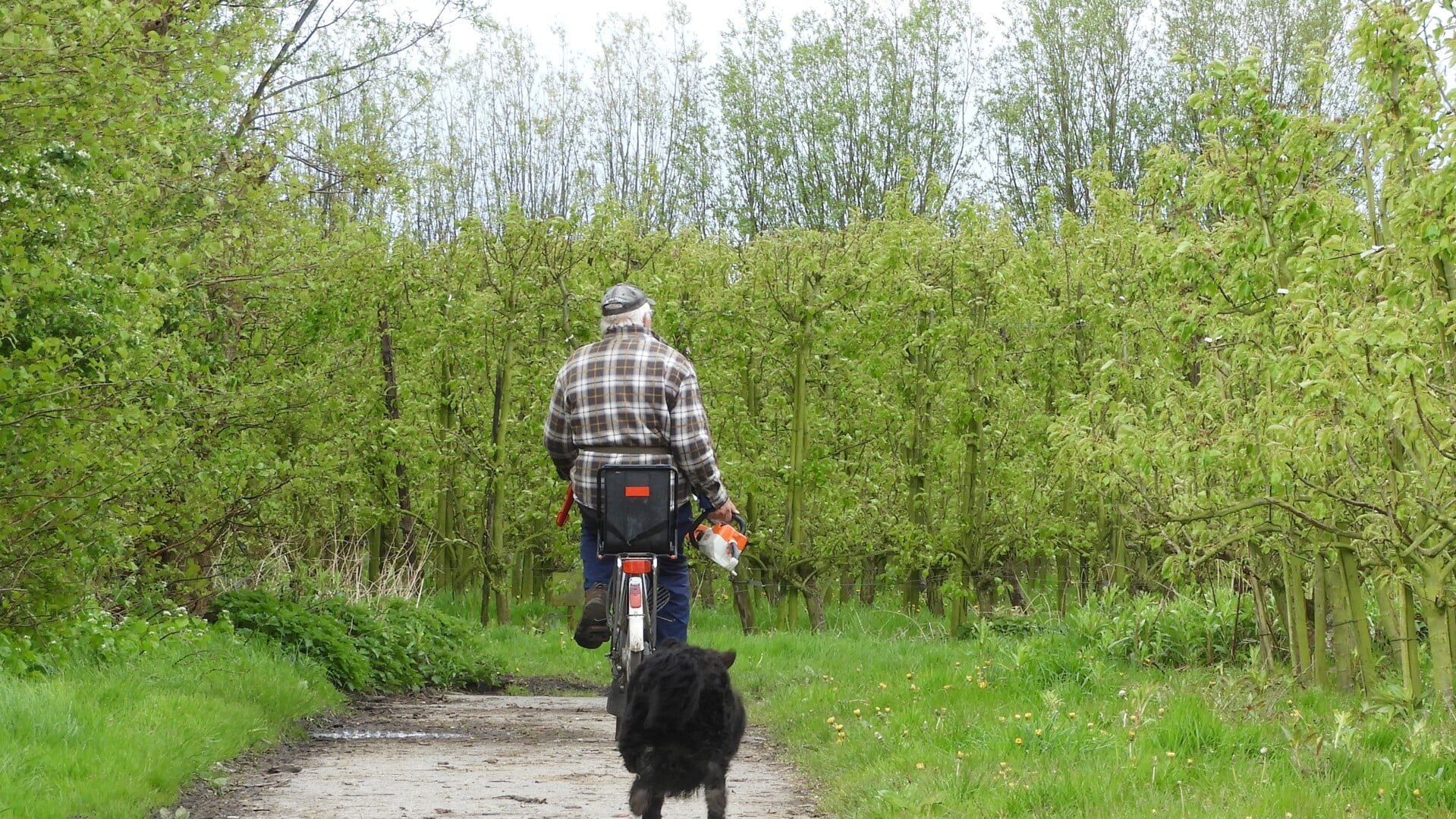Dirk de Groot met hond en kettingsaag onderweegs naar de te snoeien bomen