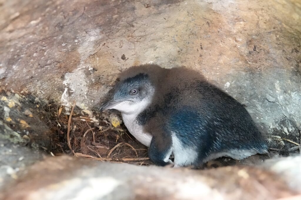 Pinguïn in de iglo