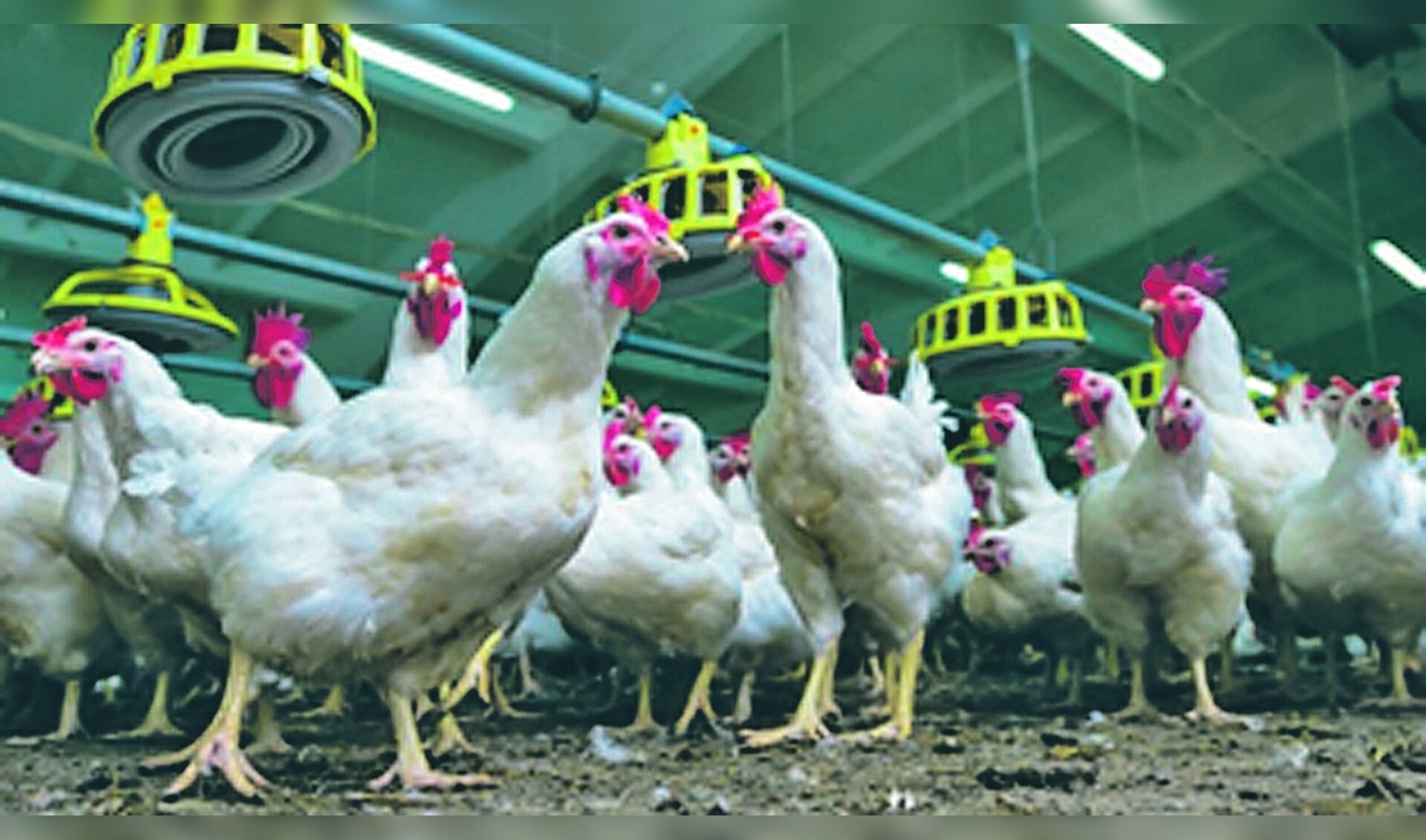 Modern chicken farm, production of white meat