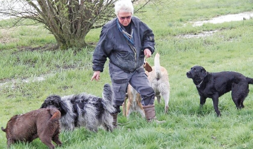 <p pstyle="BODY">Dagelijks gaat Jos wandelen met vijf tot acht honden.</p>