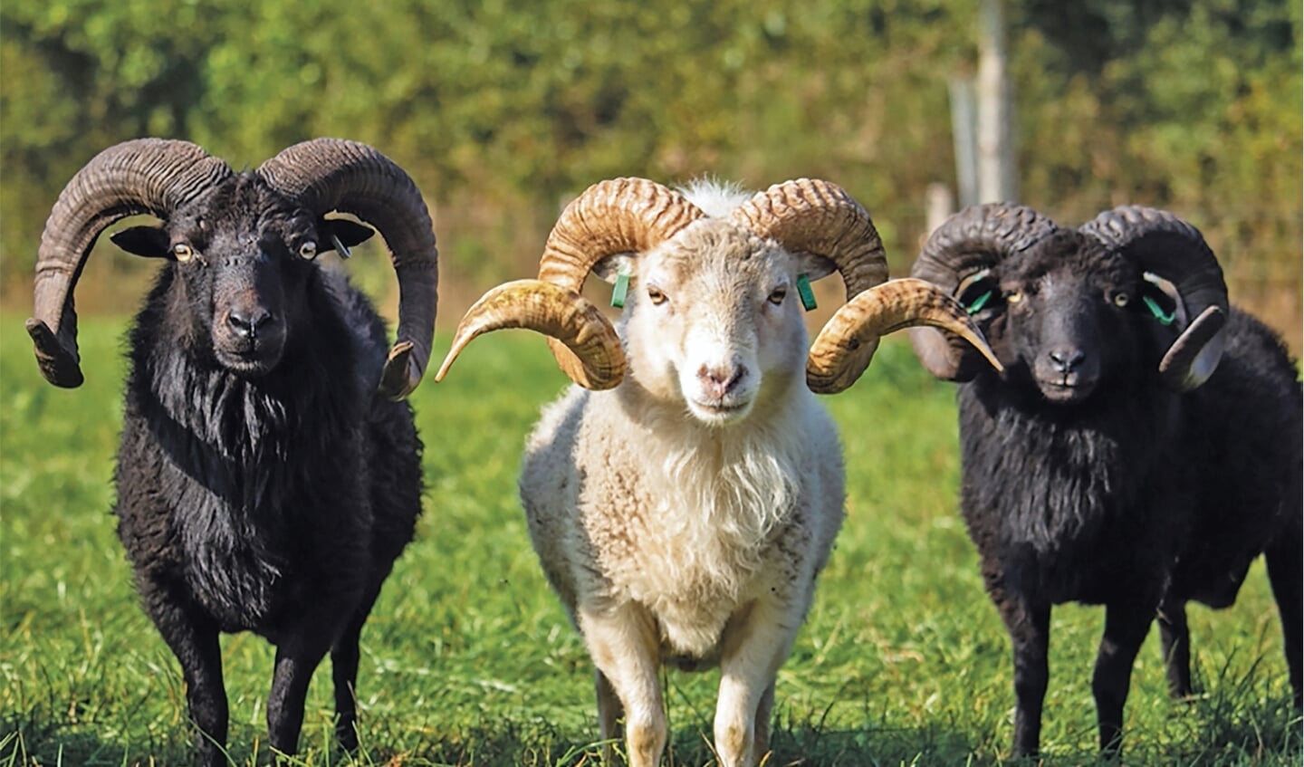 Een jaar of twaalf is Bernhard actief geweest met de introductie van dat schaap in Nederland en inmiddels is er hier een bloeiende fokvereniging met zo'n 400 leden met enkele duizenden ouessantschapen.