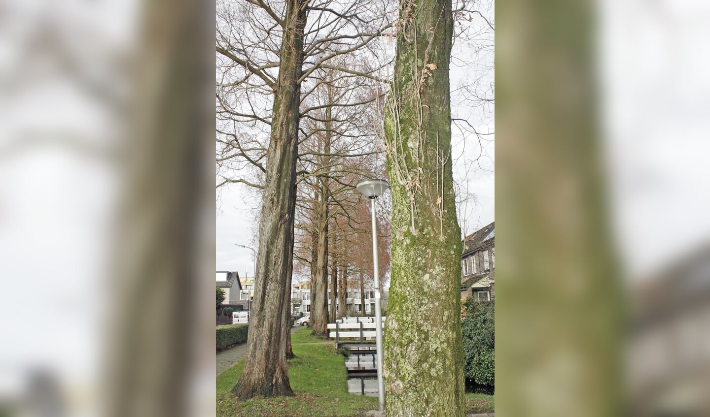 Na ruim 38 jaar, 25 meter groei én het bezit van een beschermde status zal in het voorjaar de spreekwoordelijke bijl aan de wortel van de bomen worden gezet in de Prinses Beatrixstraat.