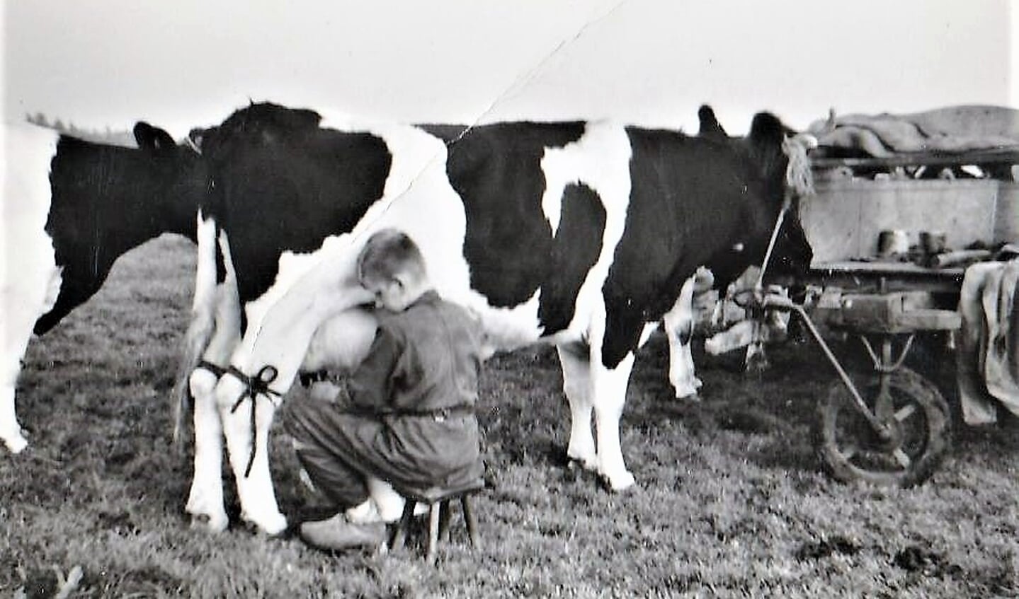 De koeien vastgezet aan de kar terwijl Brammetje aan het melken is.