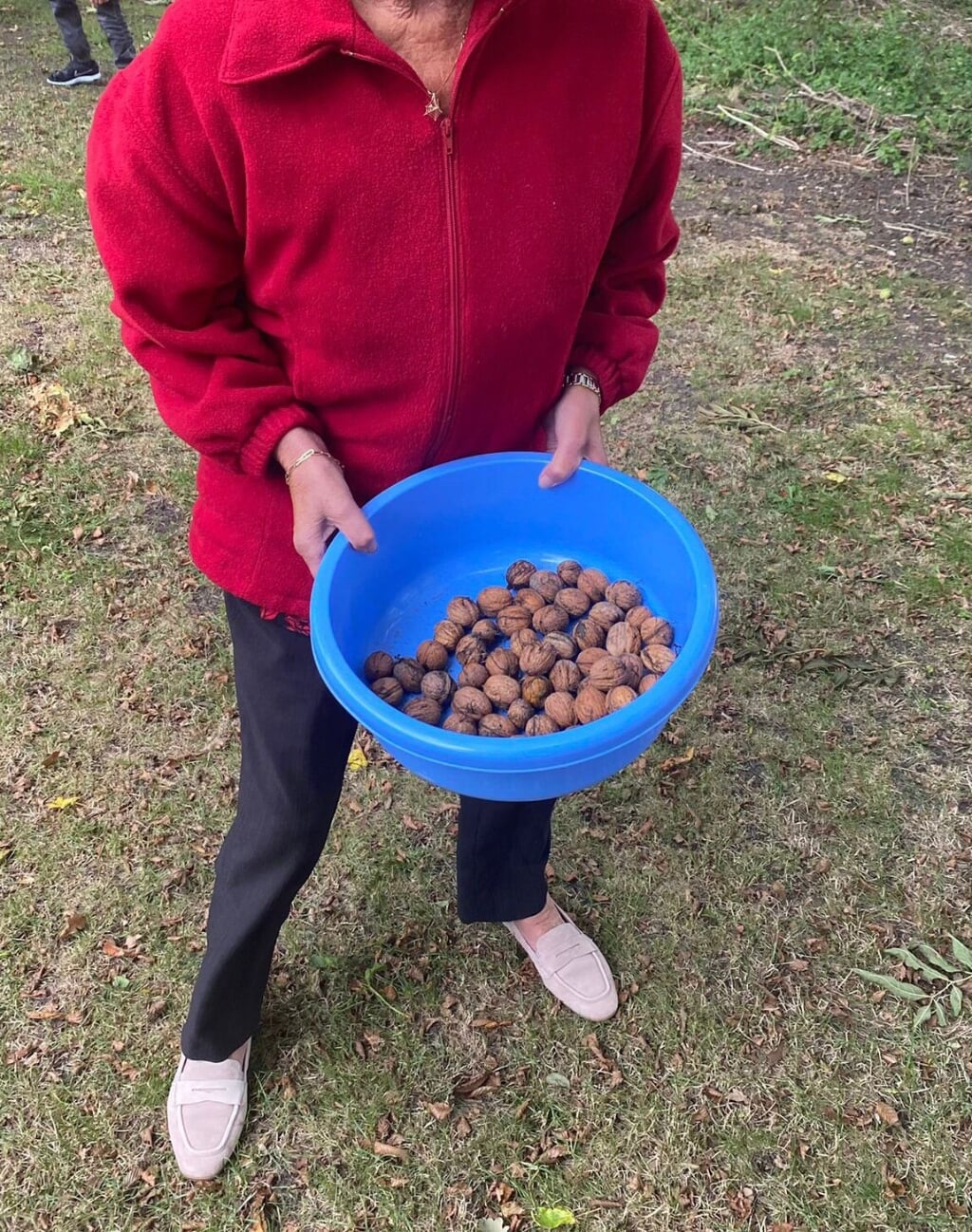 n Een bak met walnoten uit eigen tuin.