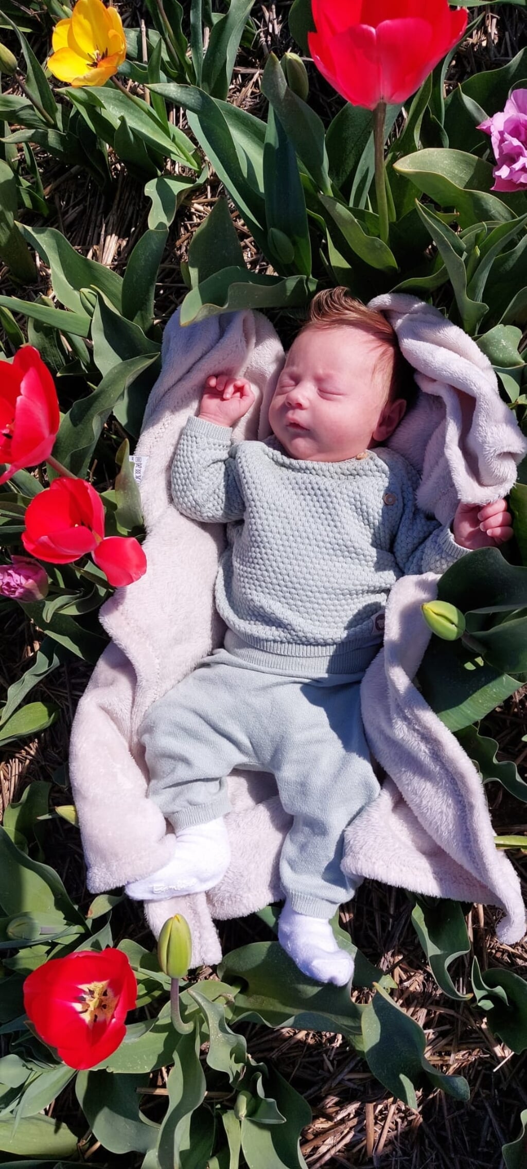 n Jelena deelde deze schattige foto: ,,Lentefoto van onze Eize in het tulpenveld.''