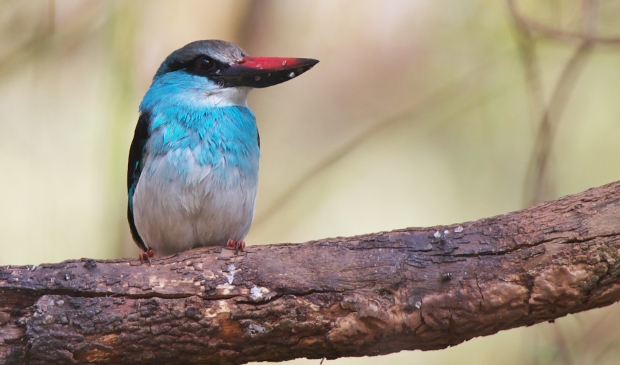 <p>Blue-breasted Kingfisher</p>