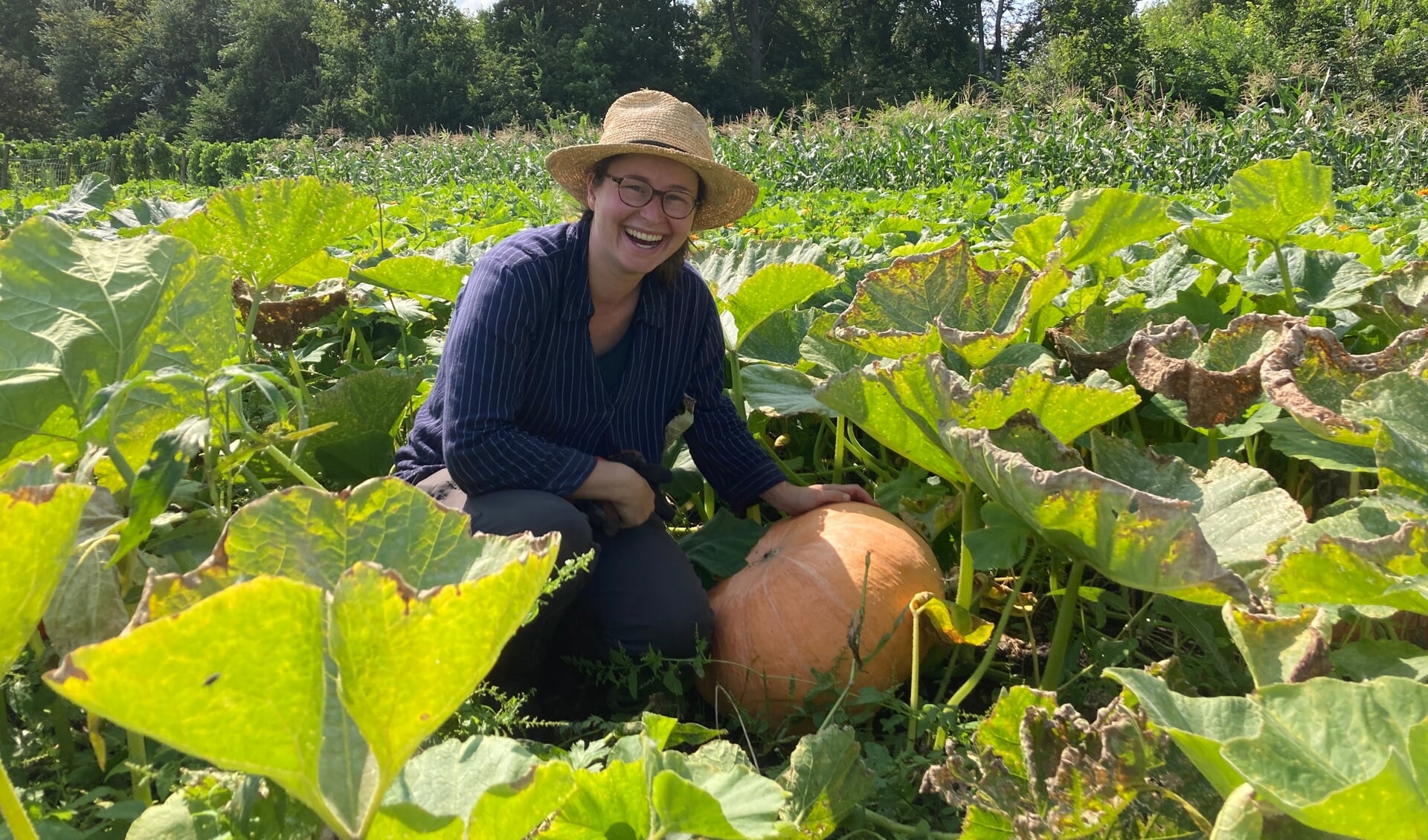 Pompoen oogsten op moestuin de Haar