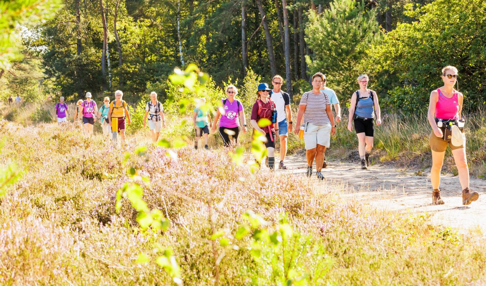 Soester Wandelweekend - Paarse heide Soest
